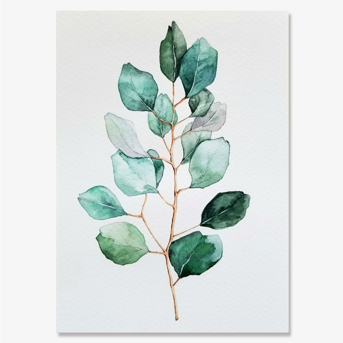 Eucalyptus No.2